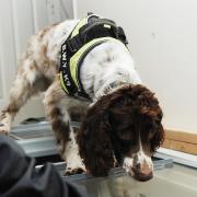 CNS is considering using sniffer dogs to deter children from vaping