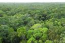 North-eastern Biological Corridor, Belize.Picture: World Land Trust