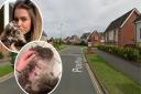 Evie Mayes was left terrified after her dog Milo was attacked by a loose dog in Costessey