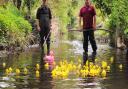 The duck race returns to Wymondham on bank holiday Monday Picture: Denise Bradley