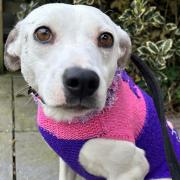 Miranda is looking for her forever home