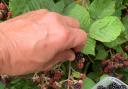 You have to hand it to Mother Nature  when it comes to a bountiful blackberry crop!