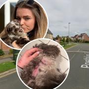 Evie Mayes was left terrified after her dog Milo was attacked by a loose dog in Costessey