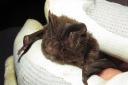 Concerns have been raised about the road's impact on barbastelle bats.