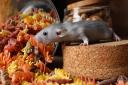 Rats and mice are persistent scavengers. If you notice dry food items missing from your kitchen - they may be responsible.