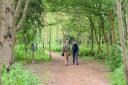 Burlingham Woodland Walks which has a variety of routes for all abilities Picture: Denise Bradley