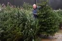 Karl Knight, assistant farm manager, sorts through the Nordmann Fir Christmas trees laid out ready for the shop at Norfolk Christmas Trees farm at Great Melton. Picture: DENISE BRADLEY