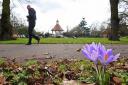 A bee hovers over crocus flowers on a spring-like day in Chapelfield Gardens. Picture: ANTONY KELLY