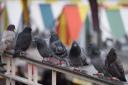 Norwich Market, getting overrun with pigeons after food scraps. Picture: DENISE BRADLEY