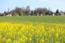 A field of oilseed rape near Halvergate.Picture: James Bass