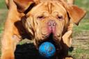 Beau the Dogue de Bordeaux is struggling to find a new home but while he waits he is being fostered by Jodie Ayre of Horstead. Photo: Simon Finlay