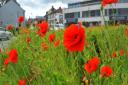 Norwich with a splash of floral colour on the day judges came to the city for the Communities in Bloom competition. Poppies at St Stephens roundabout.PHOTO BY SIMON FINLAY