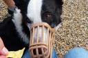 All is not lost - crisps fit nicely through a muzzle. Picture: Becky Rushton
