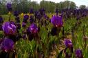 Bearded iris fields at Woottens of Wenhaston. Photo: Woottens of Wenhaston