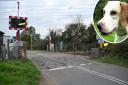 New information has suggested that as many as 100 dogs could have crossed Great Moulton level crossing with \