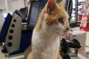 A campaign to raise £2,500 for Pumpkin the Norwich Tesco cat has already hit its target - Picture: Newsquest