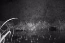 Watch and listen as an army of frogs is seen taking over a garden pond in Norfolk
