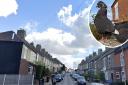 The hunt is on to find the owner of a fantail pigeon found roaming the streets of Norwich