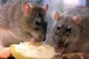 Pest control experts believe rats are becoming poison resistant and rapidly increasing in population size
