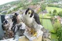 The Norwich Cathedral webcam to monitor the peregrine falcons has proved popular in recent years
