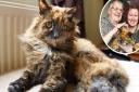 Rosie the Peckover Road cat has celebrated her 32nd birthday