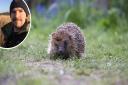 Hedgehogs in particular are at risk in the hotter weather
