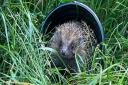 Jessica the hedgehog has been released after her ordeal