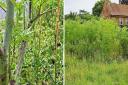 Hemlock has been spotted growing in Shotesham