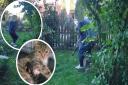 Kiwi the cat was killed in a dog attack in Norwich