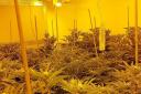 A cannabis farm has been found in Norwich