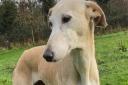 Joanie is looking for a forever home in Norfolk