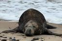 A seal was snapped on a Suffolk beach this week