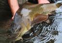 A wonderful Wensum barbel... if only the authorities would sanction stocking of more of these fish into our upper rivers
