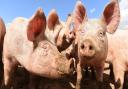 East Anglia's pig industry has raised concerns that labour shortages in processing plants could create a backlog of animals on farms, and shortages of pork on shop shelves