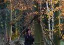 Weird Norfolk's Siofra Connor studies tree branches seemingly placed across a tree which could be a boundary marker, on her hunt for Bigfoot in Thetford Forest on the A1075, where the beast has been sighted. Picture: DENISE BRADLEY