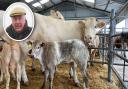 This cow and calf won the new Paul Davis Memorial Trophy, in memory of Norwich Livestock Market director Paul Davis (inset)