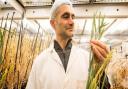 Crop scientist Dr Brande Wulff with wheat plants at the John Innes Centre in Norwich