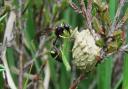 A heath potter wasp (Eumenes coarctatus), delivers a caterpillar to her nesting pot. Credit: John Walters.