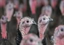 A bird flu case has been confirmed at a turkey farm near Attleborough