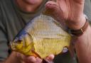 The glorious crucian carp in all its wonderment