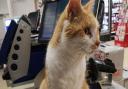 A campaign to raise £2,500 for Pumpkin the Norwich Tesco cat has already hit its target - Picture: Newsquest