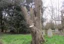 A beech tree recently felled in Earlham Cemetery