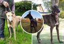 A number of greyhounds are up for adoption with Norfolk Greyhound Rescue