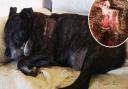 The owner of a 14-year-old dog was worried his Staffie would die after getting attacked twice at a park in Bowthorpe