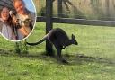 A family's beloved wallaby, Sheila, is missing from their home in Keswick