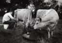 Back to Norfolk farming basics with milking by hand, munching and mooching in old-fashioned pastoral style