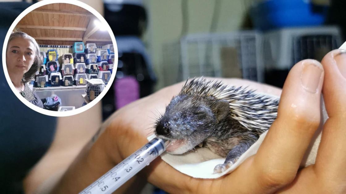 Animal sanctuary opens hedgehog hospital for 250 prickly patients | Norwich  Evening News