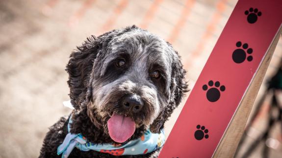 Norwich Evening News: A new dog exercise area has been approved for Dog Lane Norwich Evening News: A new dog exercise area has been approved for Dog Lane
