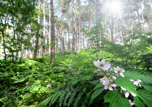 7 of Norfolk's prettiest secret spots where you can escape the crowds - Vimarsana News