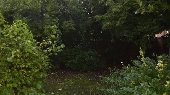 Norwich Evening News: People are unable to get to their washing lines due to the state of the garden in Cherry Close, Lakenham Norwich Evening News: People are unable to get to their washing lines due to the state of the garden in Cherry Close, Lakenham
